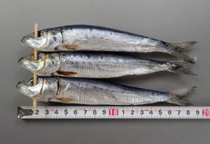 クリックで拡大表示