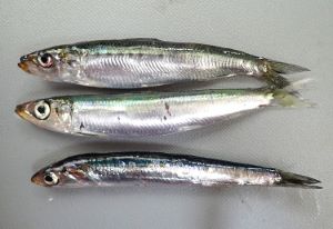 クリックで拡大表示