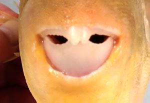 クリックで拡大表示