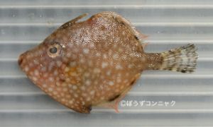 アミメハギのサムネイル写真