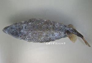 クリックで拡大表示