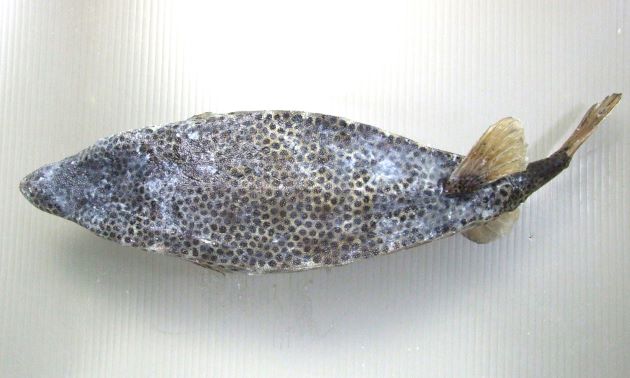 30cm SL 前後になる。箱形で目の前の吻部分(鼻のように見える部分)が突出している。背部の後半正中線上が少し隆起する。