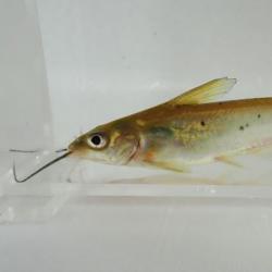 チャネルキャットフィッシュ アメリカナマズ 市場魚貝類図鑑