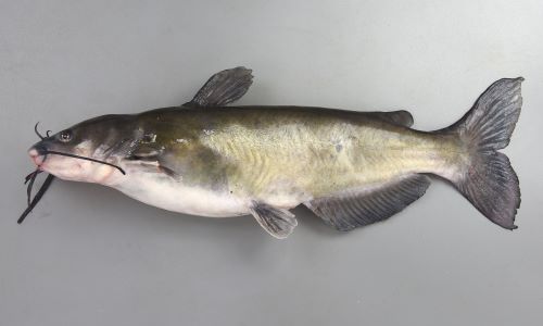 チャネルキャットフィッシュ アメリカナマズ 市場魚貝類図鑑