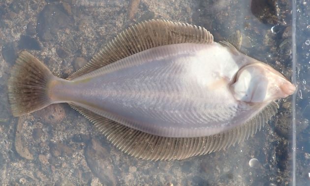 【裏面】水揚げしたばかりのときは裏面は透明感のある白。時間が経つ後半が黄色く染まる。その後、鮮度が落ちると黄色い色合いが退色して白くなる。