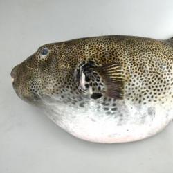 モヨウフグ 魚類 市場魚貝類図鑑