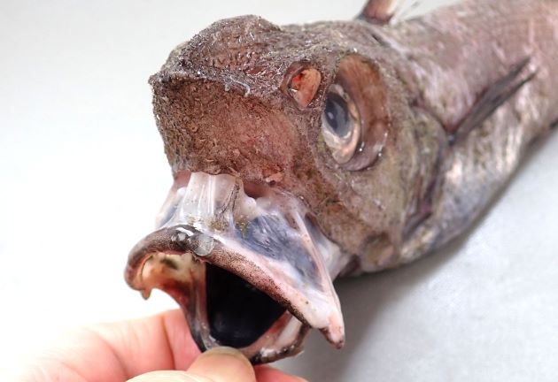 口は下に向かって伸びる。目から吻までは短く、吻端(一番前の部分)は若い個体は短いが尖っている（大型個体だけ鈍く丸味がある）。眼窩隆起線は目の前方で湾曲する（目の下の吻から鰓蓋骨にかけての線は湾曲する）。［58cm TL・492g］