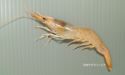 トゲサケエビのサムネイル写真