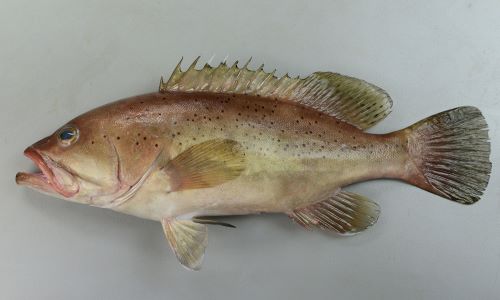 体長70cm前後になる。体側などは薄い褐色で黒い小さな斑紋が散らばる。斑紋は頭部には非常に少ない。尾鰭、背鰭に黒い縁取りがない。