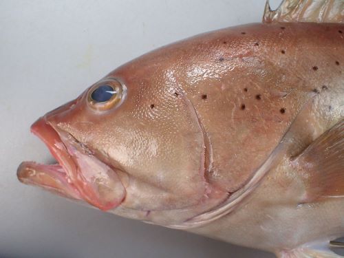 コモンハタ 魚類 市場魚貝類図鑑 コモンハタ 魚類 市場魚貝類図鑑