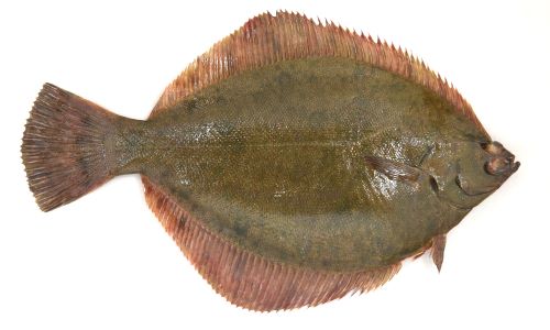 マコガレイ (カレイ) | 市場魚貝類図鑑