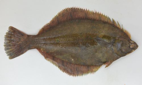 マコガレイ カレイ 市場魚貝類図鑑