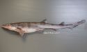 ニホンヤモリザメのサムネイル写真