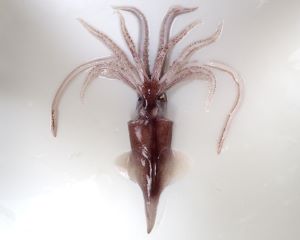 ホタルイカモドキのサムネイル写真