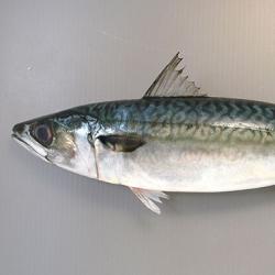 マサバ 魚類 市場魚貝類図鑑