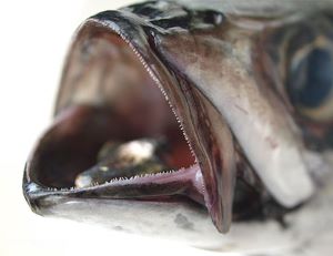マサバ 魚類 市場魚貝類図鑑