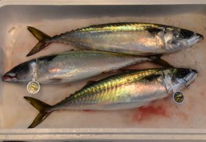 マサバ 魚類 市場魚貝類図鑑