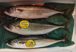 マサバ 魚類 市場魚貝類図鑑