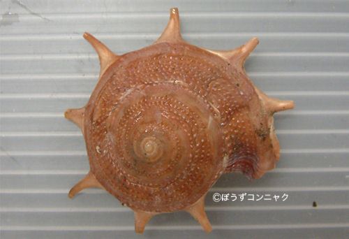 リンボウガイ確認用 リンボウガイ | 軟体 | 市場魚貝類図鑑
