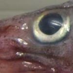 クリックで拡大表示