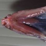 クリックで拡大表示