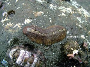 ケムシヒザラガイ 軟体 市場魚貝類図鑑