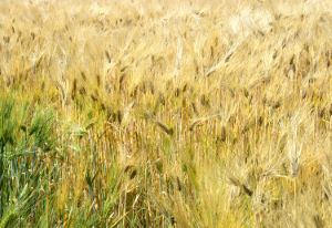 クリックで拡大表示