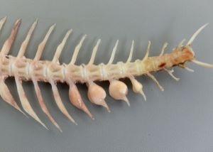 クリックで拡大表示