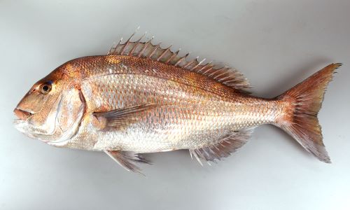 マダイ (タイ) | 市場魚貝類図鑑