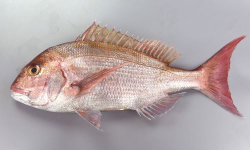 マダイ (タイ) | 市場魚貝類図鑑