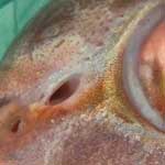天然マダイの鼻孔