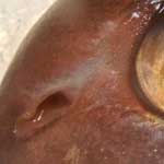 養殖マダイの鼻孔