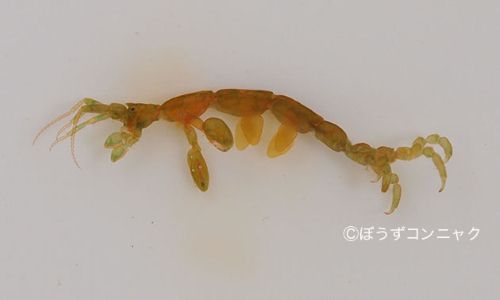 マルエラワレカラ 甲殻 市場魚貝類図鑑