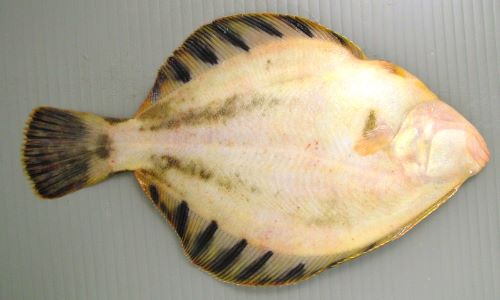 マツカワガレイ 魚類 市場魚貝類図鑑