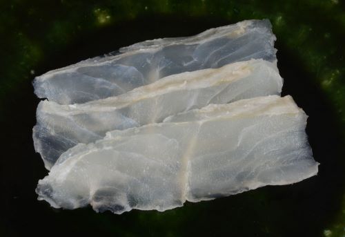 マツカワガレイ 魚類 市場魚貝類図鑑 マツカワガレイ 魚類 市場魚貝類図鑑