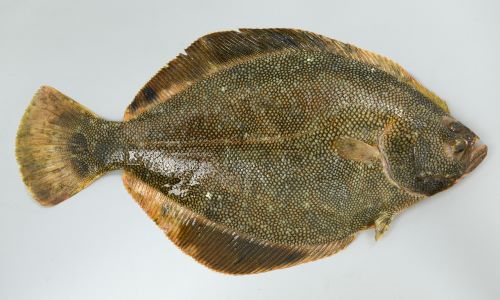 マツカワガレイ 魚類 市場魚貝類図鑑