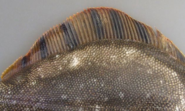 鰭の黒い斑紋は帯状になり鰭の基部から縁まで伸びる。