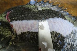 クリックで拡大表示 マツダイの鱗