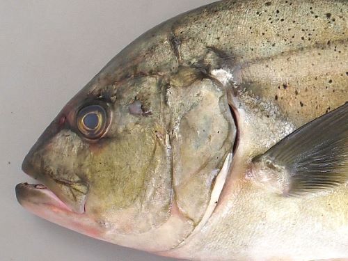 成魚(成長するに従って大きくはっきりしてくる)では側線の一番前部(始まり)、鰓蓋の一番上に白い斑紋がある。目の上から吻にかけて比較的まっすぐ(ロウニンアジは丸みを帯びる)。