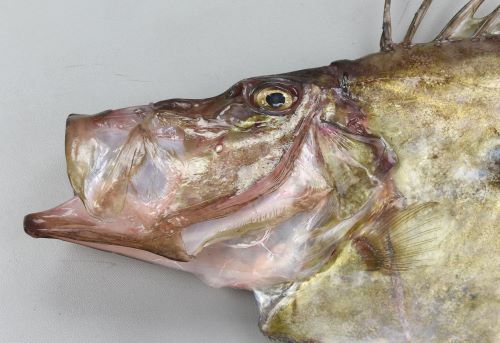 マトウダイ 魚類 市場魚貝類図鑑