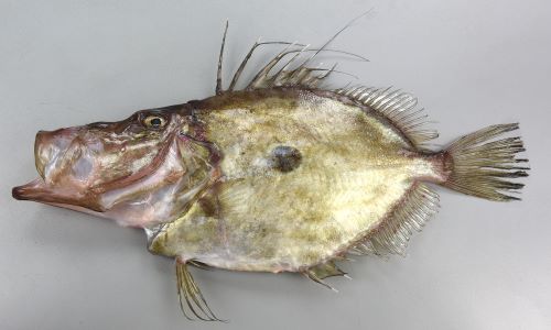 マトウダイ 魚類 市場魚貝類図鑑