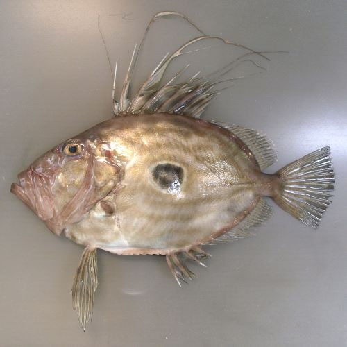 マトウダイ 魚類 市場魚貝類図鑑 マトウダイ 魚類 市場魚貝類図鑑