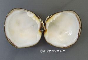 クリックで拡大表示