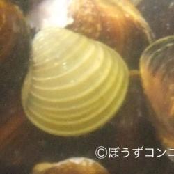 タイワンシジミ 軟体 市場魚貝類図鑑