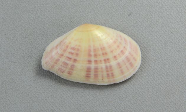 殻長6.4cm前後になる。ふくらみは弱く、成長脈がはっきりとしている。