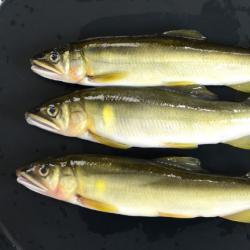 アユ アイ 市場魚貝類図鑑