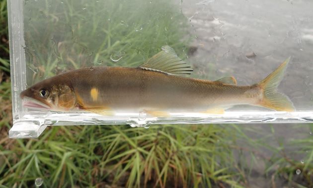 体長20cmを超える。細長く胸鰭、腹鰭、尻鰭が離れている。脂鰭がある。［天然／鰭の先の尖り具合、全体の色合いが違っていて、スマートである］