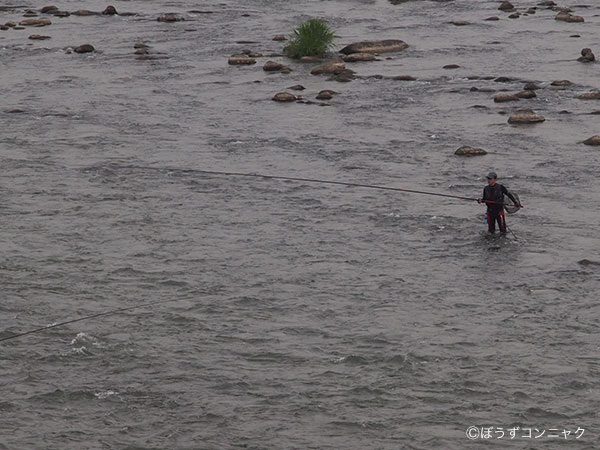 アユ友釣りの様子