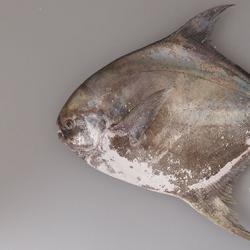 マナガツオ 魚類 市場魚貝類図鑑