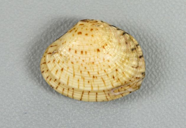 殻長2.5cm前後になる。貝殻の表面に木の枝状の褐色の筋模様があるがほとんどないものもある。後部に顕著な放射肋がある。